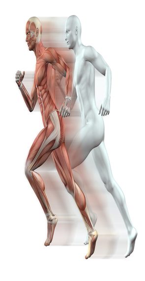 3D render of male figures running with skin and muscle map